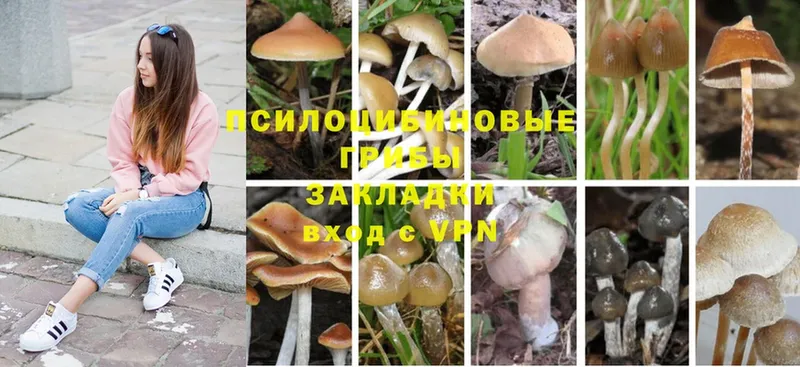 Псилоцибиновые грибы MAGIC MUSHROOMS  продажа наркотиков  Лобня 